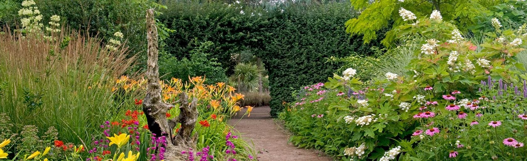 photograph of the garden