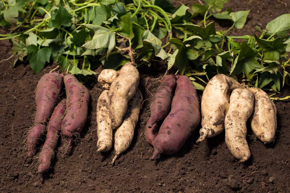 How to grow Sweet Potatoes | RHS Vegetables