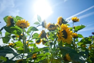 Sunflowers growing under a hot sun