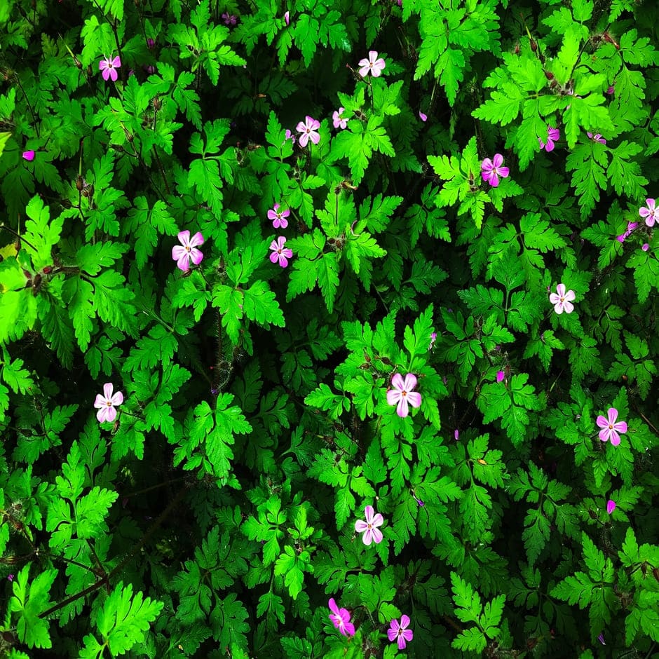 Herb robert / RHS