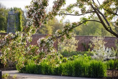 Fruit tree blossoming in spring