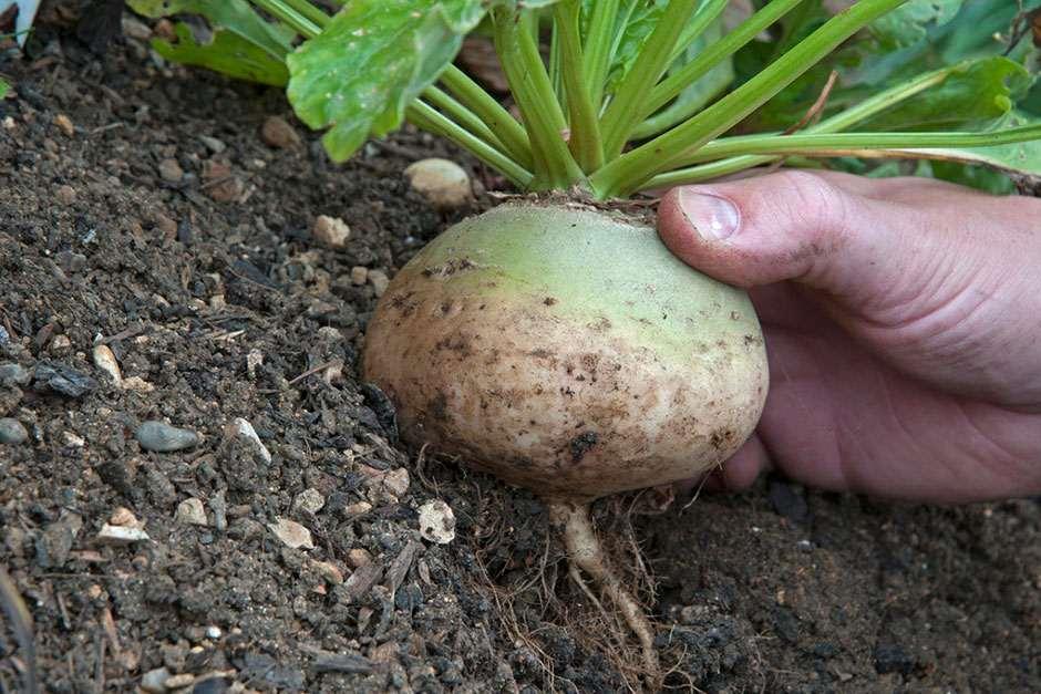 RHS Grow Your Own Turnips