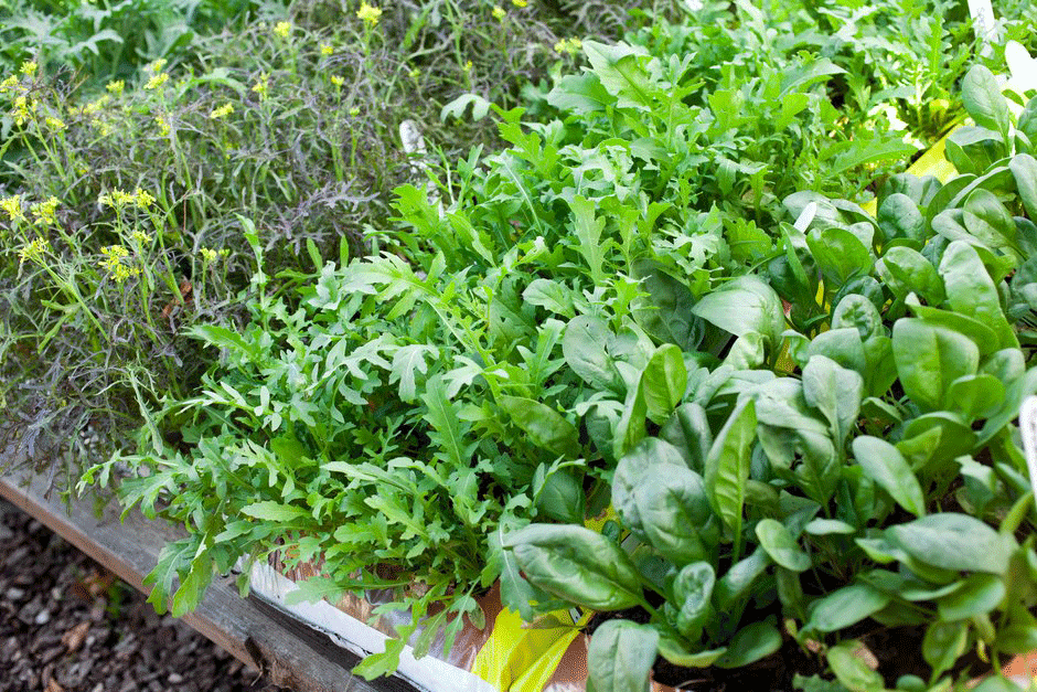 Rows of salad crops in a raised bed
