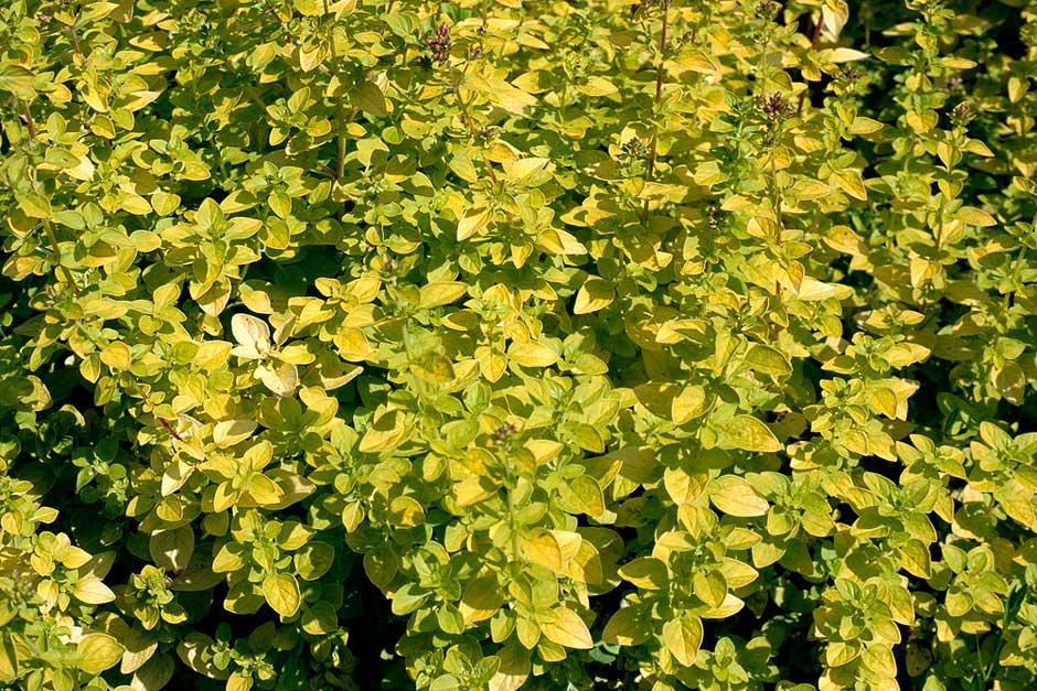 How to grow Marjoram / RHS Gardening