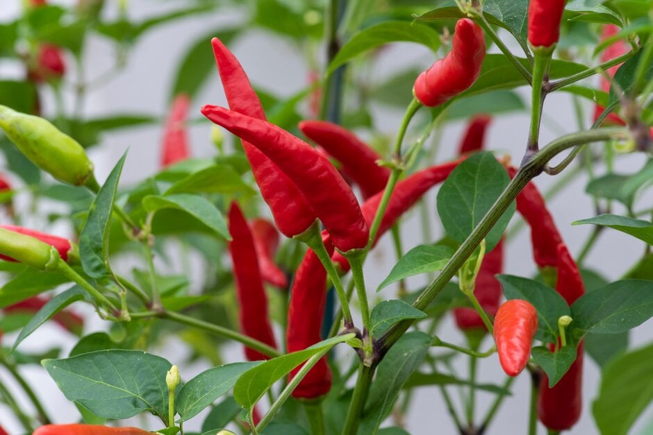 Pointed red fruits on chilli 'Super Tramp'