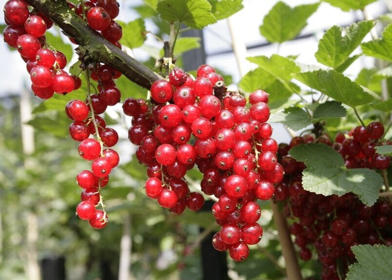 Redcurrants are attractive as well as productive