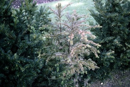 Phytophthora root rot on yew