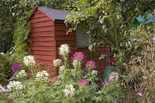 The garden shed