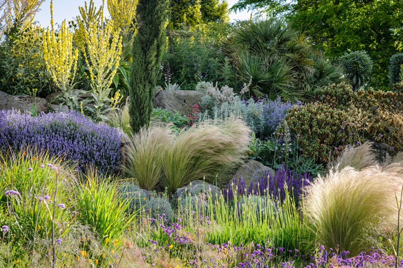 A mix of drought-tolerant plants at RHS Garden Hyde Hall