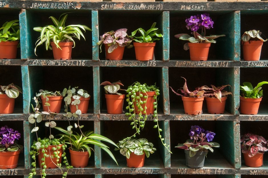 Rhs indoor plant pots