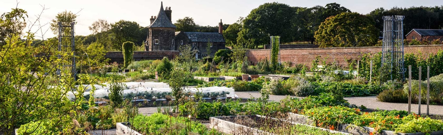 photograph of the garden