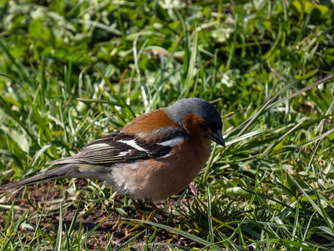male chaffinch looking for seed