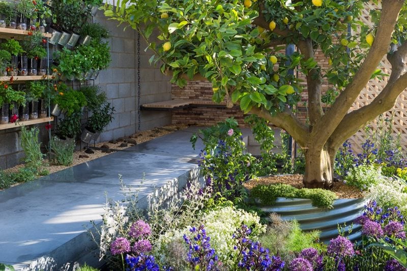 Lemon Tree Trust garden