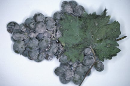 Grape powdery mildew on leaf and fruit.