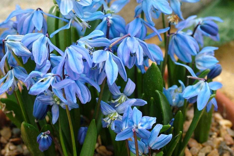 Daffodil Bulbs: RHS Unveil 12 Award-Winning Varieties For Gardens
