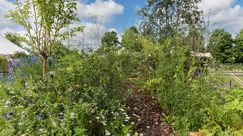 A simple garden that brings to life the joy and interest in edible plants, whether foraging for flower, leaf, berry or fruit