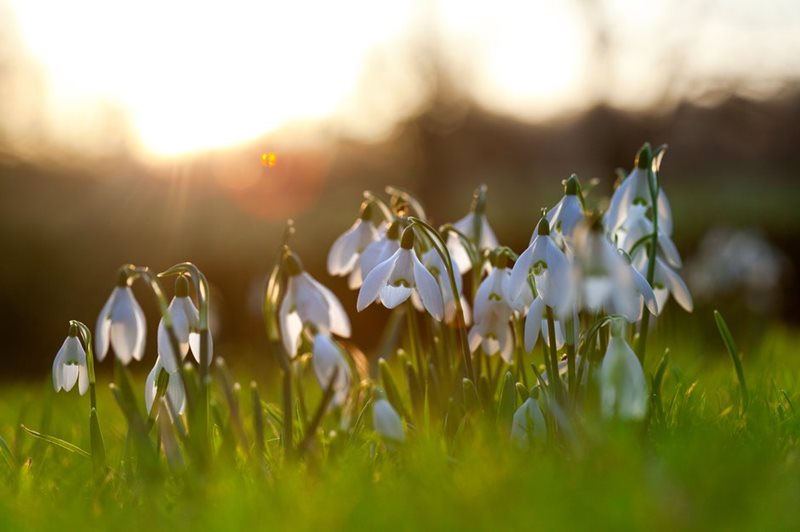 Catching the sun: snowdrops shine in the winter light