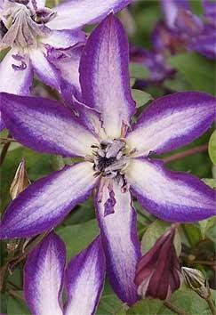 Clematis Astra Nova (‘Zo09085’) is new from Thorncroft Clematis