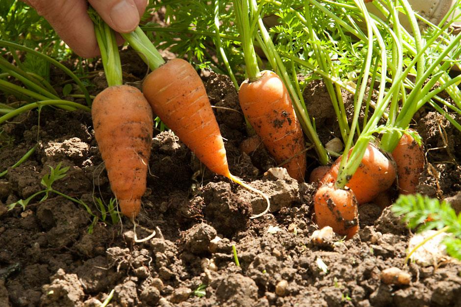 Grow carrots 