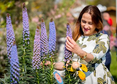 Plant shopping at the RHS Harlow Carr Summer Garden Weekend