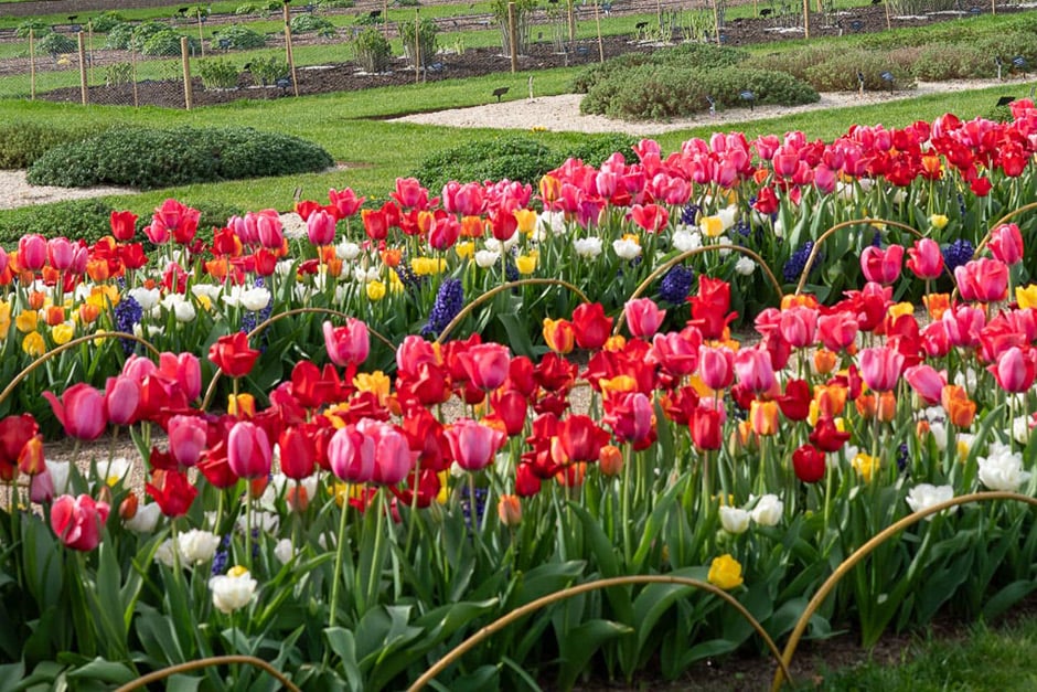 Tulips