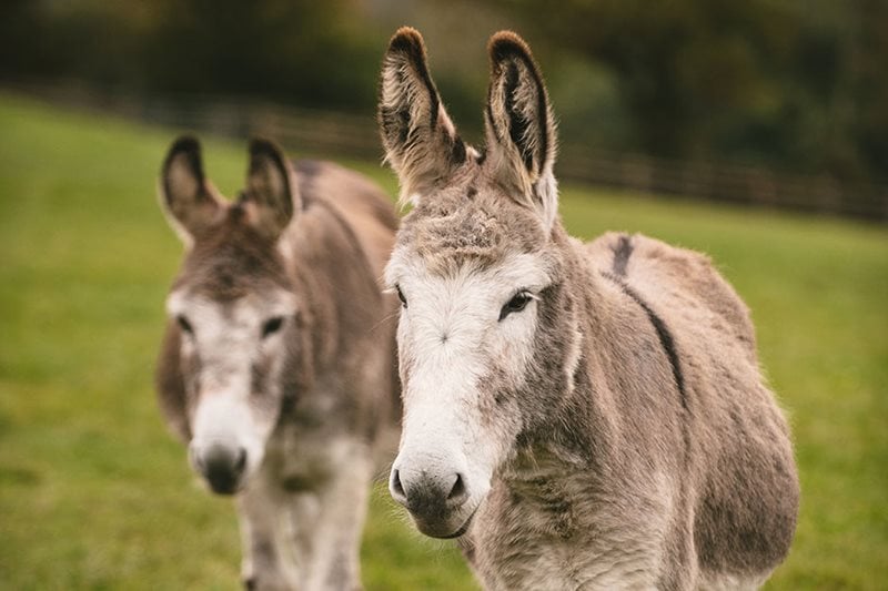 Two donkeys in a field, image by The Donkey Sanctuary