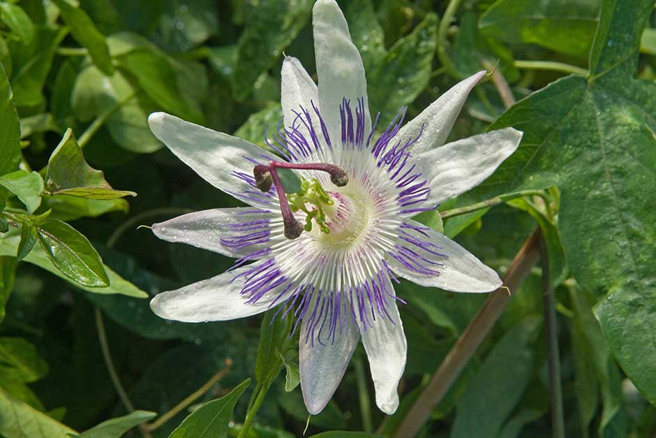 Discover passion flowers