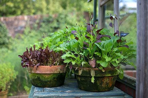 lettuce in containers