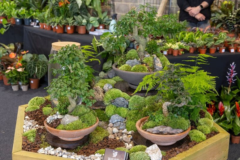 Wild Leaf plants & Design