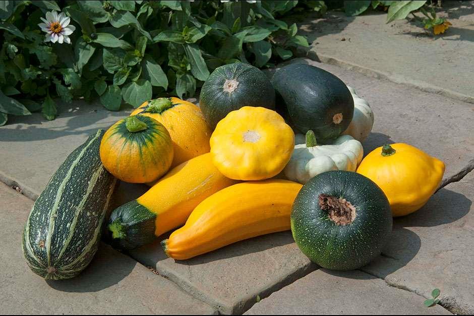 how to grow marrows / RHS Gardening
