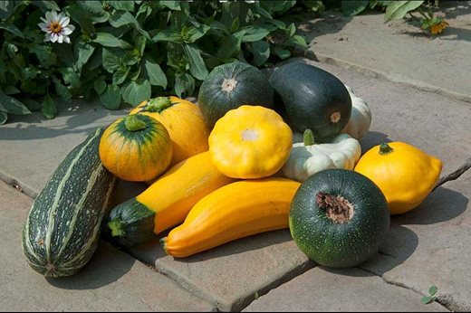 marrows, courgettes
