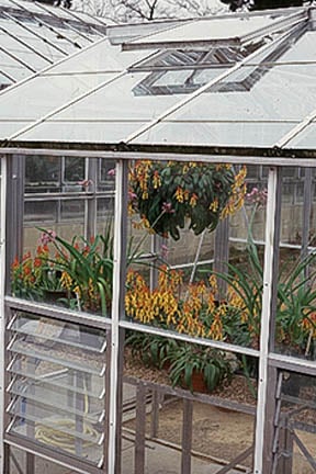 Greenhouses need to be well ventilated to prevent dampness and mould. Image: RHS/John Trenholm 