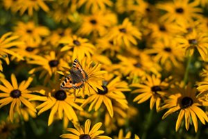 Help wildlife thrive in your garden