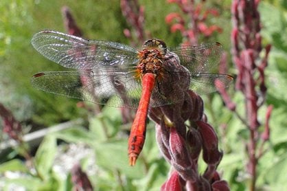 Red dragonfly on Lobelia tupa