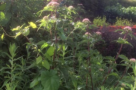 Bindweed growing through herbaceous perennials