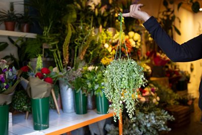 Plant portrait of peperomia