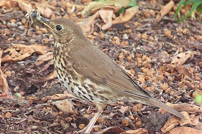 Song thrush preparing its slimy meal