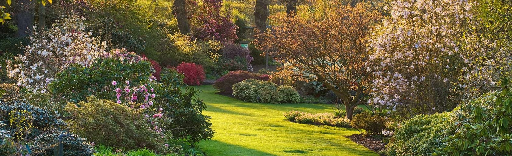photograph of the garden