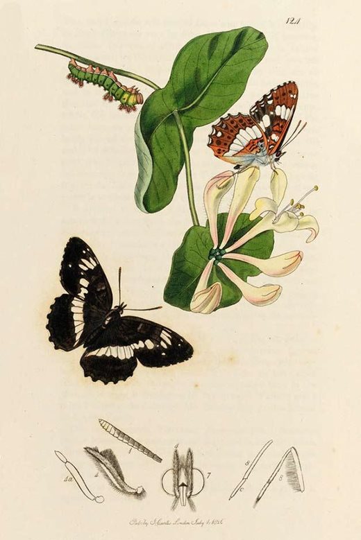 Engraving of the White Admiral, from British Entomology by John Curtis