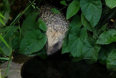 Hedgehog drinking water