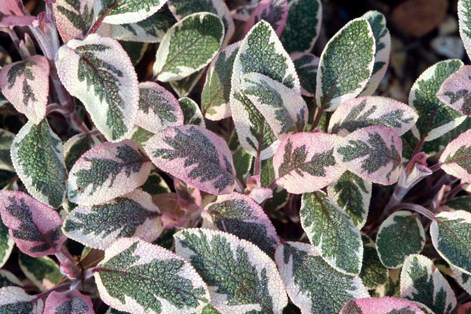 Help, advice & tips from the RHS on all kinds of plants / RHS Gardening