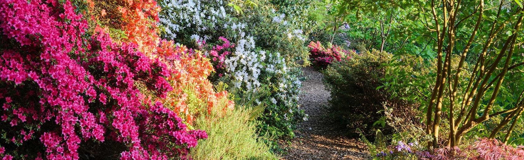 photograph of the garden