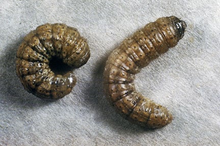 Cutworm - turnip moth (<EM>Agrotis segetum</EM>)