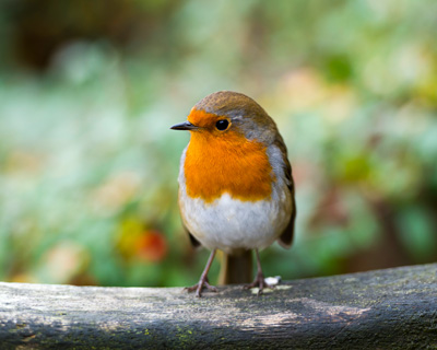 Close-up of Robin on a log