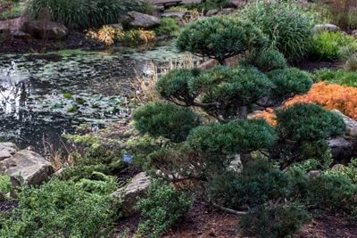 Cloud pruned pinus parviflora
