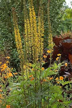 The attractive leaves of Ligularia przewalskii ‘Dragon Wings’ are followed by these dramatic flower spikes.