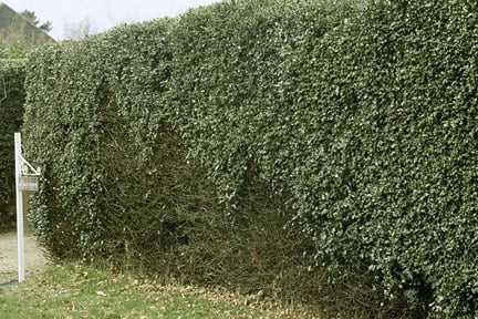 Holly blight in hedges causes arches of defoliation.