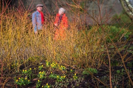 Visitors looking at bright winter stems