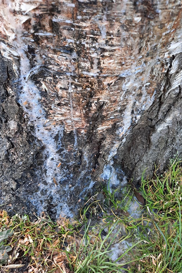 Slime flux on birch