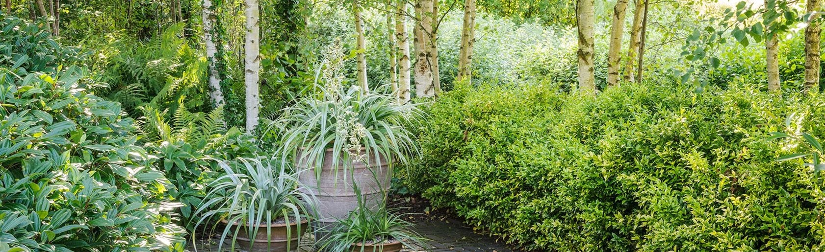 photograph of the garden